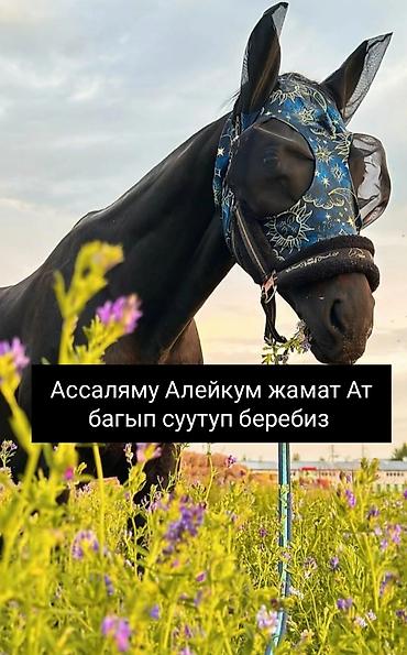 кой бишкек: Ат багып суутуп беребиз улак — 1