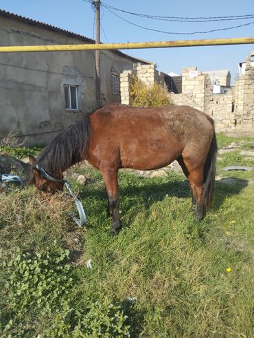 Atlar: Yük və kənd təsərrüfatı işləri üçün at - Rəng: qəhvəyi - Boy: orta - — 9