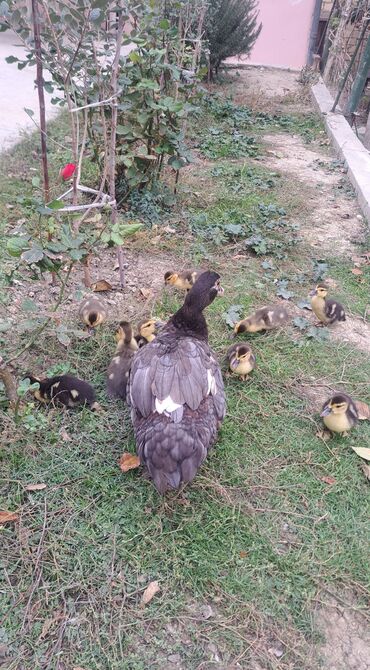 Ördəklər: Dişi, | Lal ördək, Macar, Damazlıq, Pulsuz çatdırılma — 13