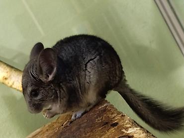 Шиншиллы: Шиншиллы домашнего разведения. 16 марта 2026 им исполняется 3 месяца — 8