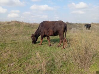 Inəklər, öküzlər: Dişi, il: 2, 500 kq, Ətlik, Ünvandan götürmə