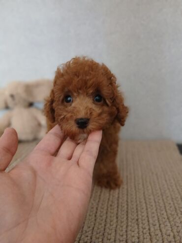 İtlər: Pudel, 2 ay — 11