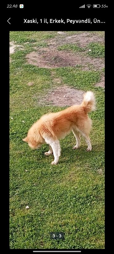 İtlər: Akita-inu, 1 il, Erkek, Ünvandan götürmə