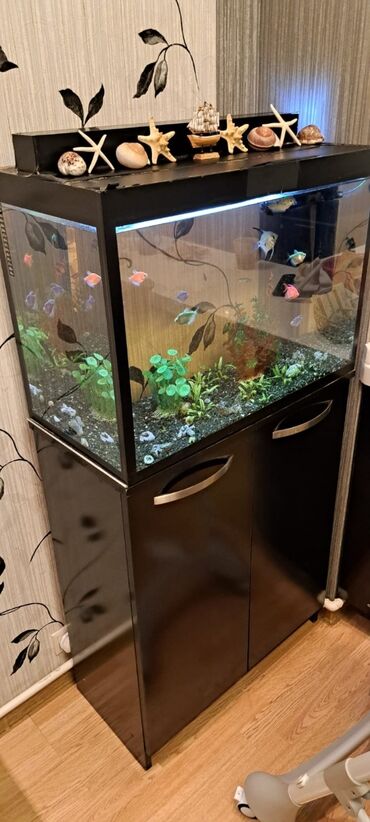 Akvariumlar: Akvarium satılır qiyməti 200 manat . balıqlarla bir yerde