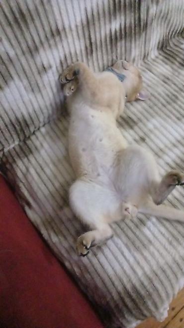 Pişiklər: Britan, Cütləşmə üçün — 2