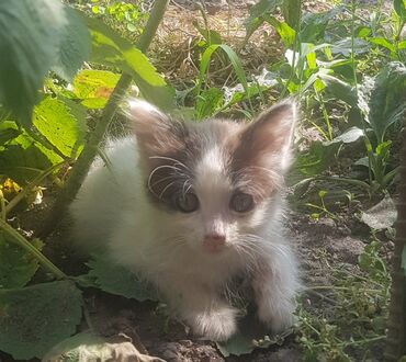 британские кошки: Мальчик