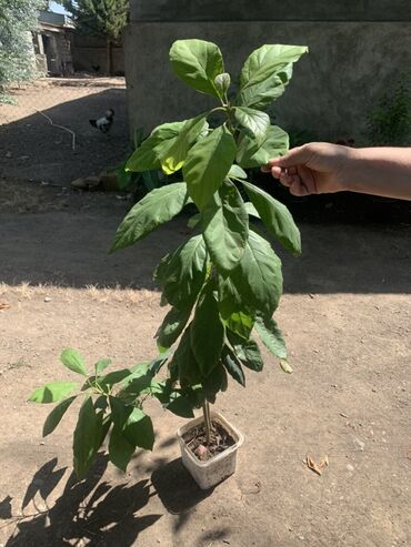 Digər bitkilər: Avokado fidanı - Növ: Avokado (Persea americana) – iri, parlaq yaşıl