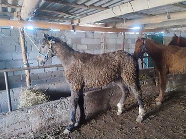 Лошади, кони: Продаю | Жеребенок — 9