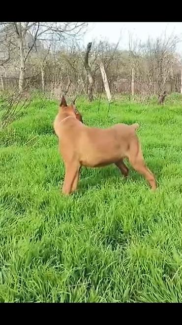 İtlər: Bokser -da lalafo.az — 6 İtlər: Bokser — 6