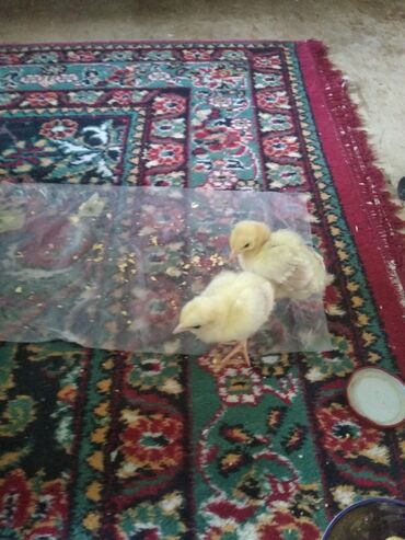 qu quşu satışı: Salam aleykum. bir cüt qaraqanad tovuzquşu cücəsi satılır. barterdə