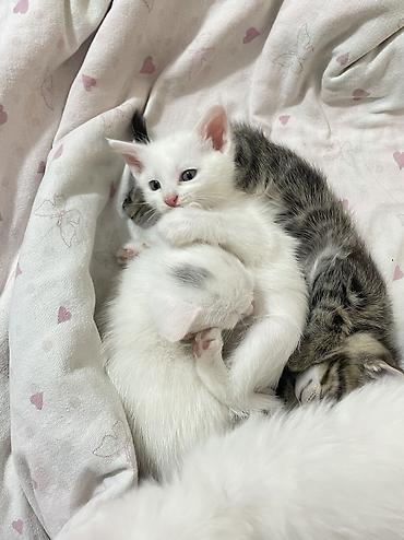 слив пантеры из котеджа: Котята ищут добрые и заботливые руки! У нас подрастают 4 — 3