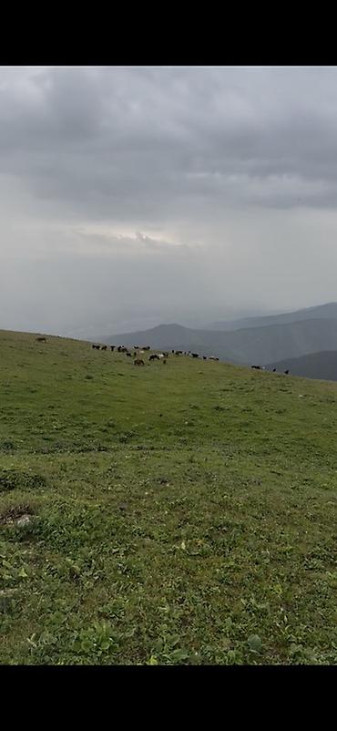 село жал: Для сельского хозяйства — 1
