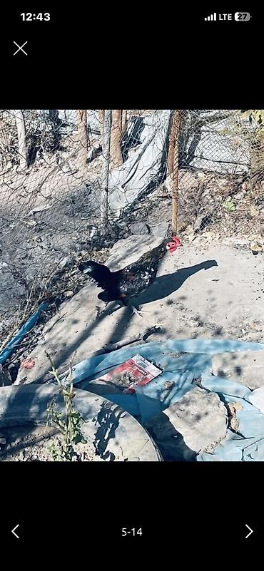 А/ч жаныбарларын сатам: Сатам | Короздор | Көбөйтүү үчүн — 2