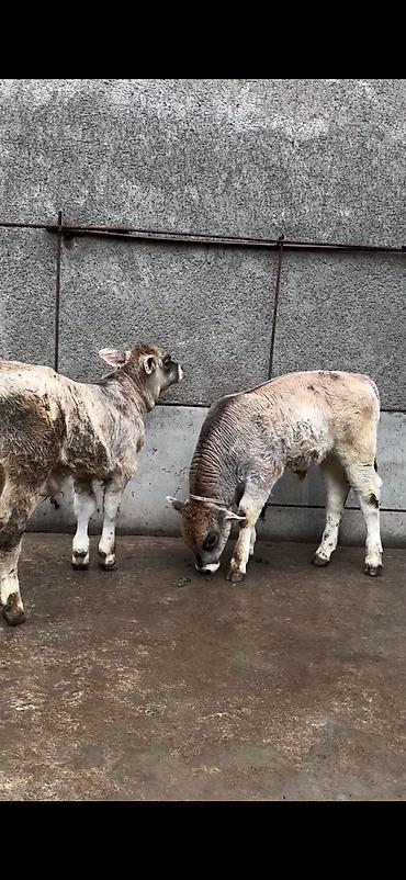 Dana, buzov: Məhsul: Dana balaları (2 baş) Xüsusiyyətlər: - Cins tipi: yerli -da lalafo.az — 1 Dana, buzov: Məhsul: Dana balaları (2 baş) Xüsusiyyətlər: - Cins tipi: yerli — 1