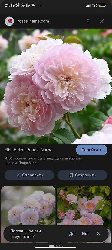 Роза: Саженцы садовых роз (кустарниковые/чайно-гибридные, флорибунда) — — 9