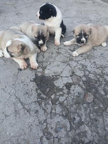 Продажа собак: Щенки Алабай Две большие по 8000 остальные по 6000?рас: палевый с — 8
