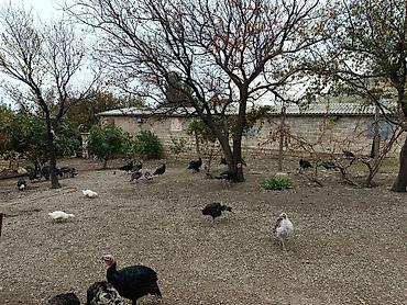 gunluk bağ evləri bakı: Siyəzən, 12000 kv. m, 3 otaqlı, Kanalizasiya, Qaz, Su — 9