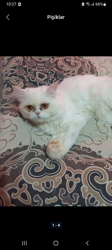 scottish fold satilir: Самец, В добрые руки, Самовывоз