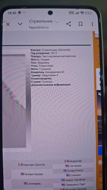 Лошади, кони: Продаю | Кобыла (самка) | Английская — 7