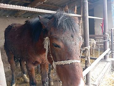 Лошади, кони: Продаю | Жеребец | Для разведения — 8