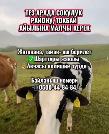 работа в бишкеке для девушек продавец: Талап кылынат Малчы, Төлөм Келишим түрдө