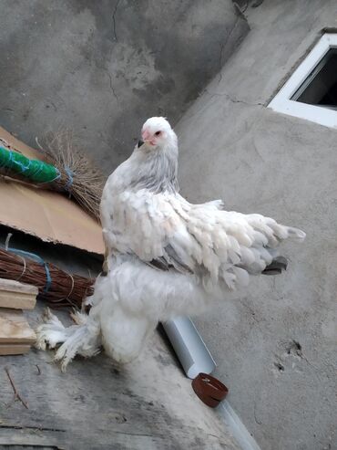 Brama light blue Mahmut şən xəttidir 3ay 25 günlük qiymət 50 manat