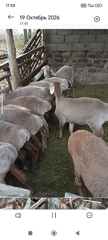 кора купить: Продаю | Ягненок — 2