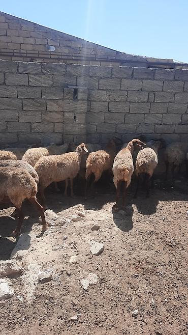 cins qoyunlar satilir: Məhsul: 30 başQoyun sürüsü Təsvir: - Yerli ətlik-yunlu tipli — 2