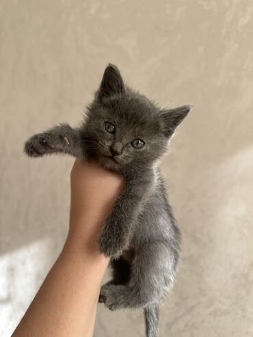 Отдам даром кошку: Кошка даром: Беспородная, 1 месяц, Девочка, Приучена к лотку