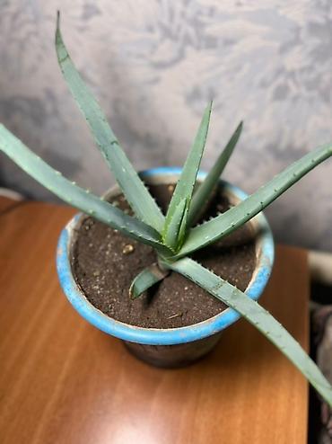 Хойи: Комнатные растения хойя и алоэ вера. Хойя — укоренённые черенки в — 7