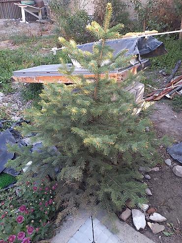 Ель голубая (Picea pungens), декоративная садовая форма. - Возраст