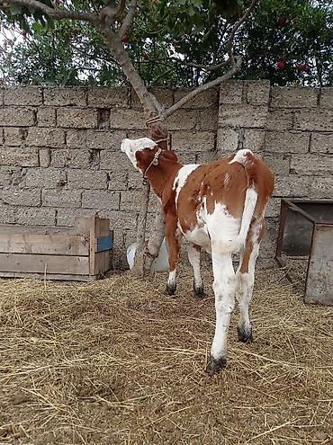 sudluk inek satisi: Bir Erkey bir dişisi Erkey 6aylıqdı dişi smental arginal avsdralyadı — 5