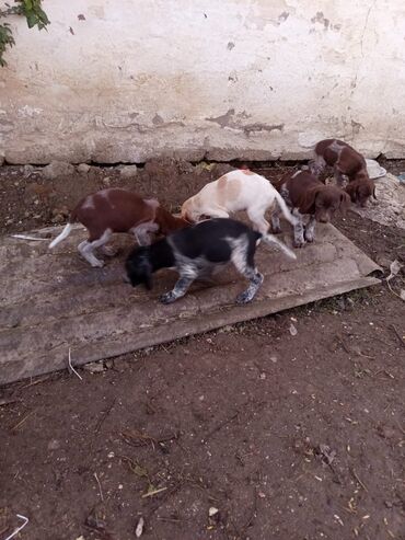 İtlər: Alman qısatüklü ov iti (German Shorthaired Pointer) balaları - Nəsil — 3