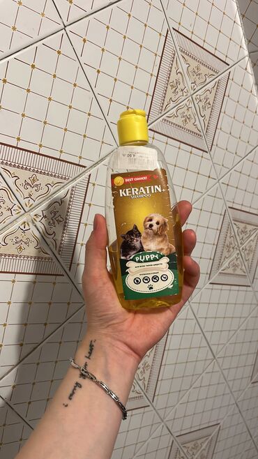 Pişiklər: Şotland uzun tüklü, Erkək, Yaxşı əllərə, Ünvandan götürmə — 7