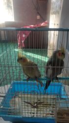 danışan tutuquşu satışı: Satılır korela sortu qəfəs qarışıx 100 m endirim var