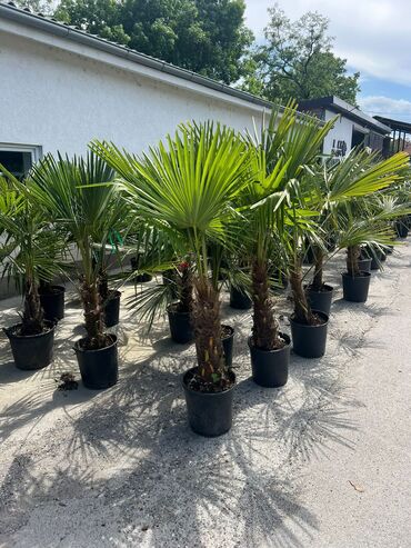Palme: Lepezaste zimootporne palme
1.5m