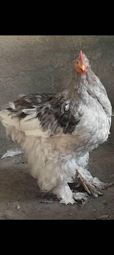 кох: Продаю | Куры | Кохинхин | Для разведения, Несушки — 4