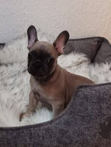 drveni kreveti za pse: Muško štene Francuskog Bulldoga Premium dostupno i spremno za