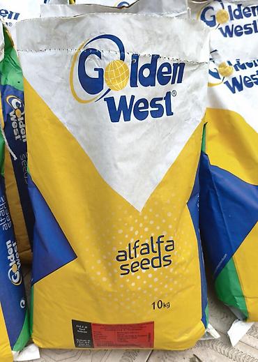 əli əhməd şirniyyat: Golden west yonca toxumu Türk toxumudur Bitişi 100 faiz ✅ Boy 80 sm — 2