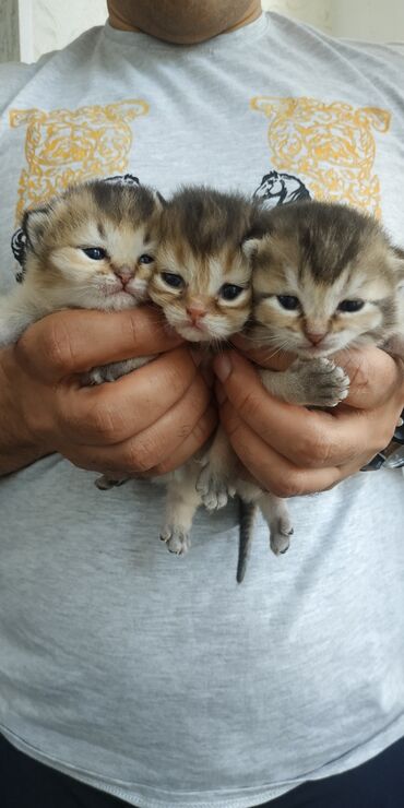 şınşıla pişik: Qızıl şinşilla, Erkək, Dişi, Ünvandan götürmə, Pulsuz çatdırılma, Ödənişli çatdırılma