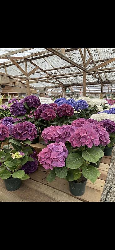 Digər bitkilər: Məhsul: Saksıda hortensiya (Hydrangea) - Rənglər: mavi, bənövşəyi — 10