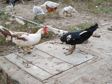 ruan ördəyi: Muscovy ördəkləri (indoördəklər) – yerli təsərrüfatda saxlanılan sürü