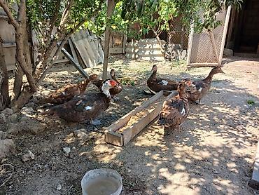 pekines ağ: Muscovy (hinduşka ördəyi) ördəkləri satılır. - Rəng: əsasən qəhvəyi — 2