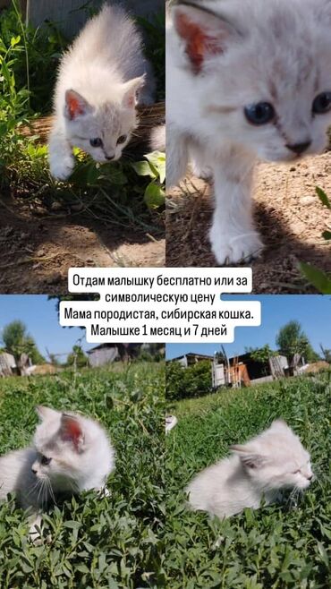 сибирский кот купить: Сибирская, 1 месяц, Девочка, Белый
