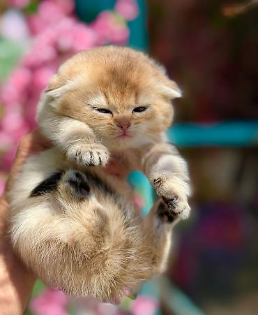 Pişiklər: Britan — 14