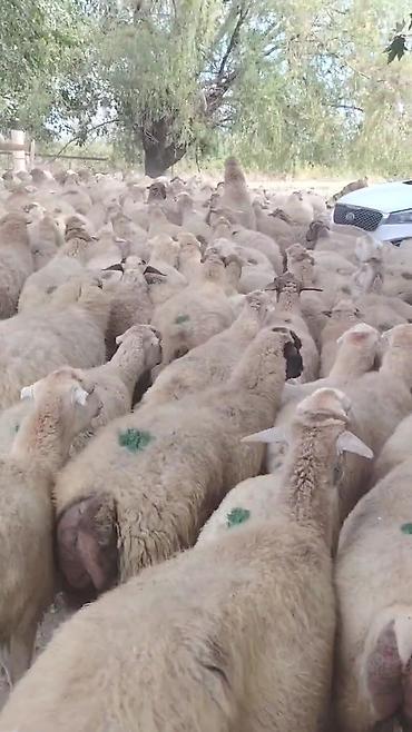 qara pisik satisi: Dişi, il: 1, Damazlıq, Pulsuz çatdırılma — 5