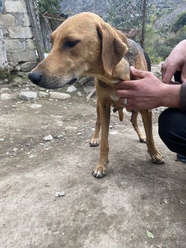 ov itleri: Bokser, 1 ay, Erkek, Cütləşmə üçün, Ünvandan götürmə