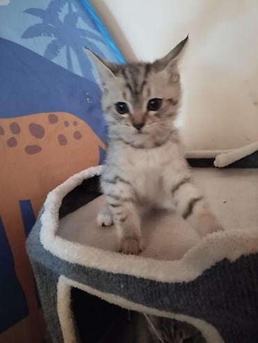 пародистые котята: Котята тигрового окраса - Пушистые малыши с яркими полосками и — 5