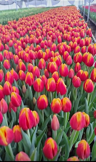 Букеты из живых цветов: 🌷 ТАКОЙ ЦЕНЫ В КЫРГЫЗСТАНЕ НЕТ 🌷 Голландские тюльпаны — 100 сом от 10 — 11