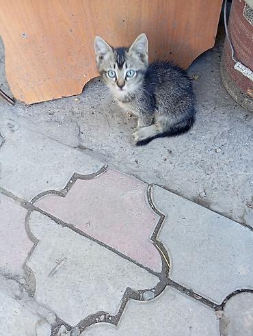котята простые: Отдаю котят даром!!!! - Возраст на фото: примерно 1,5–2 месяца. - — 3